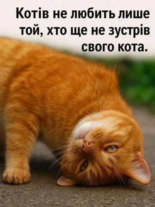 Листівка з рудим котом: Котів не любить лише той, хто не зустрів свого