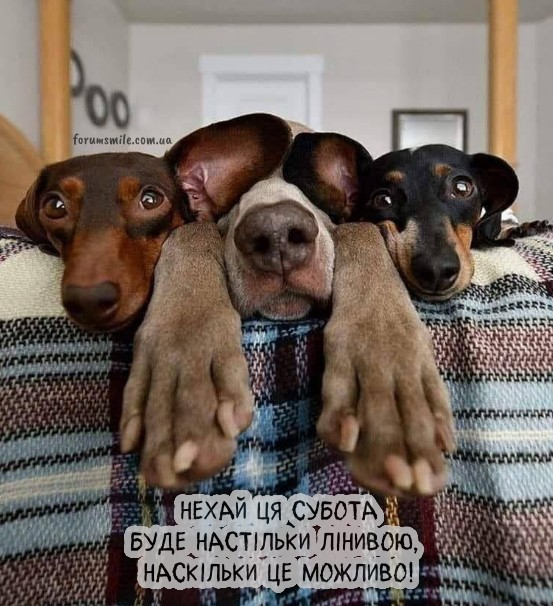 Три милі такси лежать на ліжку, поклавши лапи на край ковдри, з написом про ліниву суботу.