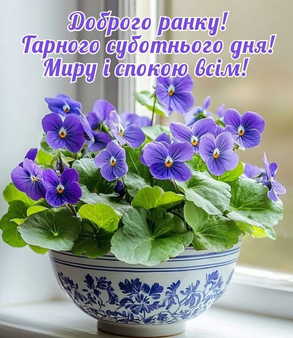 Листівка Доброго ранку, ніжні фіалки та побажання миру