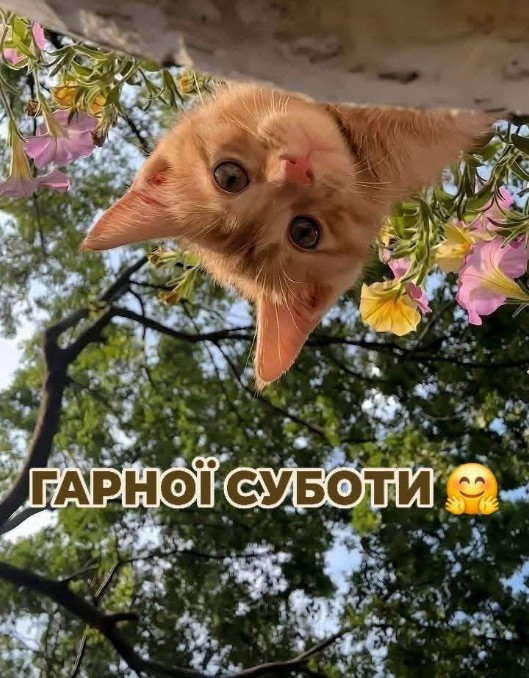 Листівка Гарної суботи з милим рудим котиком