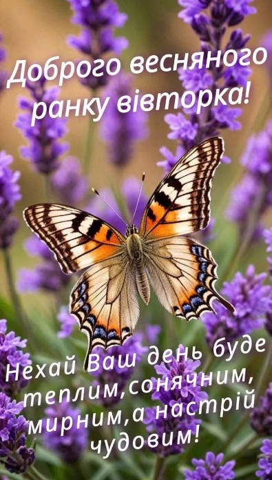 Листівка Доброго весняного ранку вівторка з метеликом