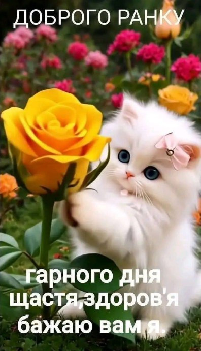 Листівка Доброго ранку з котиком та жовтою трояндою