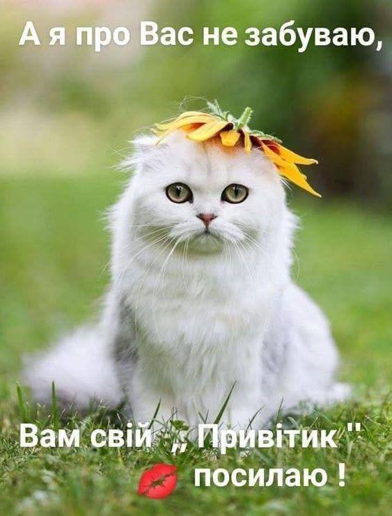 Листівка з котиком: А я про Вас не забуваю – Привітик