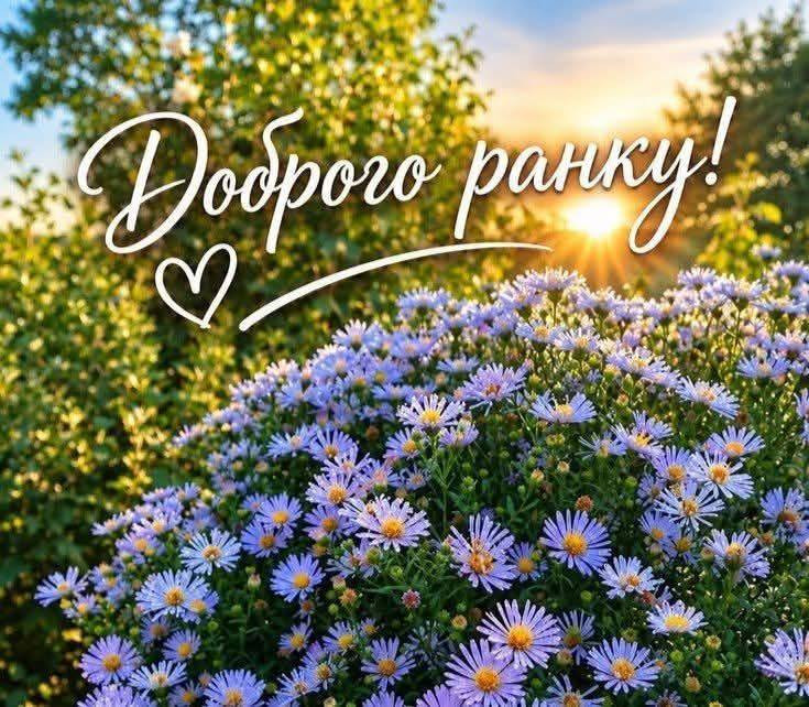 Картинка Доброго ранку з квітучими синіми айстрами на фоні ранкового сонячного світла