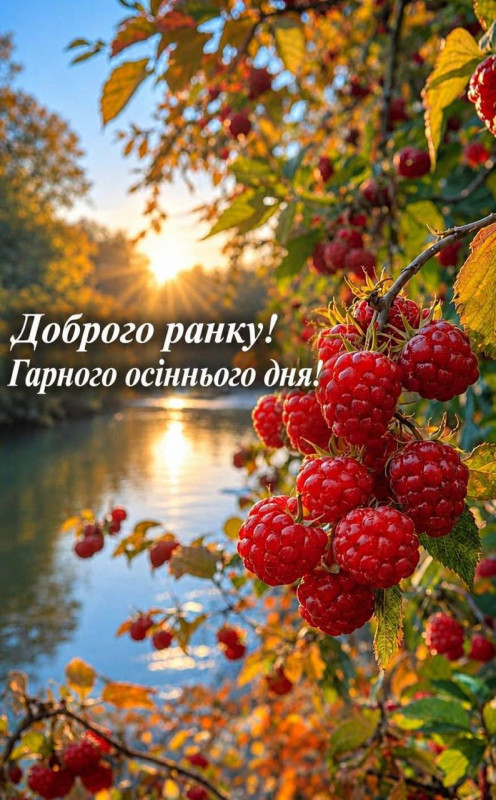 Красива листівка з написом Доброго ранку та гілкою стиглої малини на фоні осінньої річки та ранкового сонця.