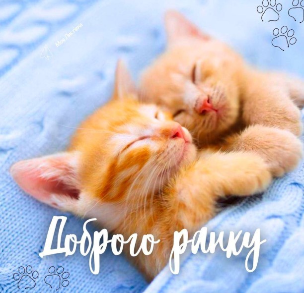 Картинка доброго ранку з котятами