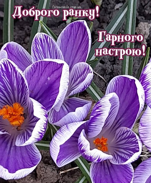 Листівка Доброго ранку: весняні крокуси, гарний настрій