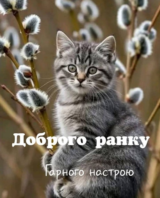 Листівка Доброго ранку з котиком і вербою
