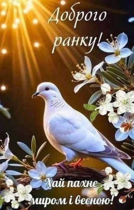 Листівка Доброго ранку з білим голубом та квітами