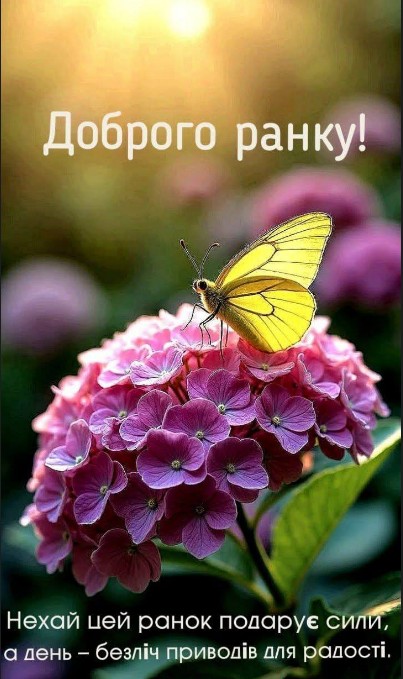 Жовтий метелик сидить на пишному суцвітті рожевої гортензії, напис Доброго ранку українською мовою