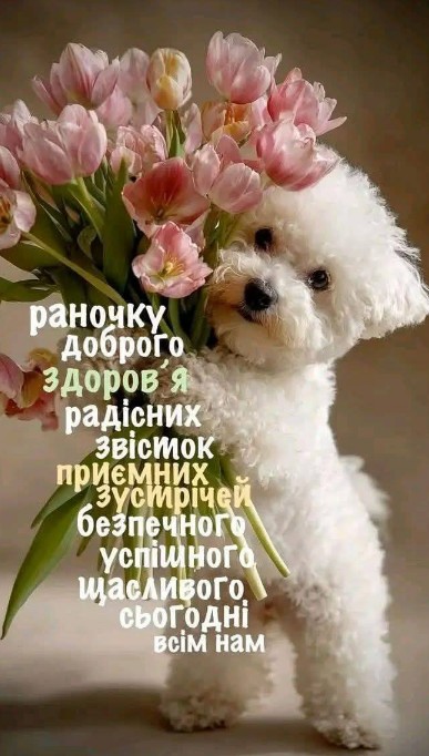 Миле біле цуценя тримає букет рожевих тюльпанів з текстом привітання з добрим ранком