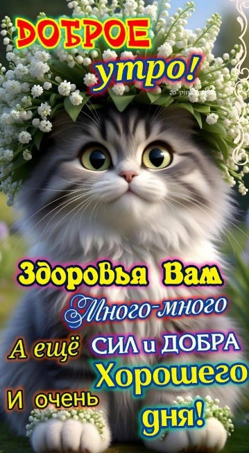 Листівка Доброго ранку з милим котиком 