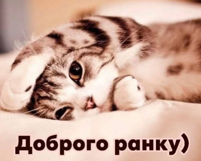 Листівка Доброго ранку з милим котиком