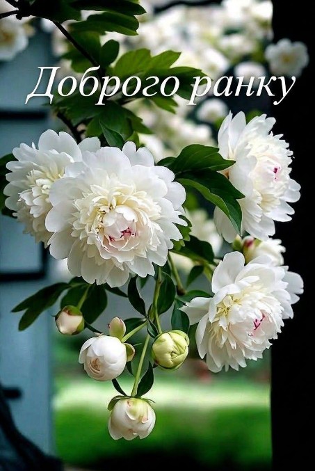 Листівка Доброго ранку з білими півоніями
