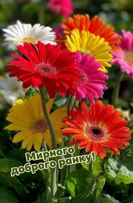  Мирного доброго ранку на листівці