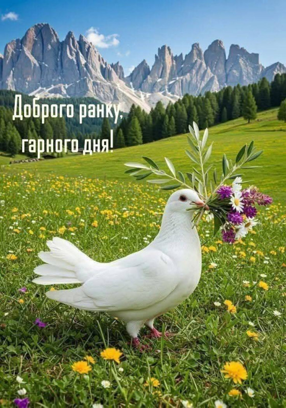 Листівка Доброго ранку: білий голуб з квітами у горах