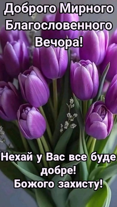 Букет фіолетових тюльпанів з написом Доброго мирного благословенного вечора