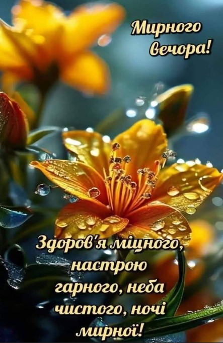 Жовта квітка лілії з краплями роси на фоні з текстом привітання Мирного вечора