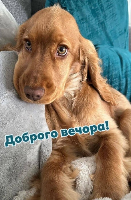 Листівка Доброго вечора з милим цуценям 