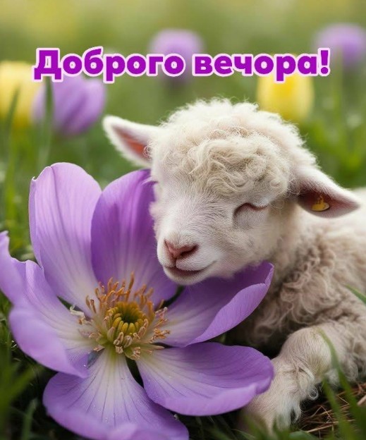 Листівка Доброго вечора з милим ягнятком та квіткою