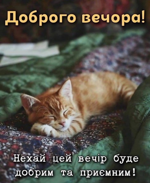 Листівка Доброго вечора: миле кошеня спить