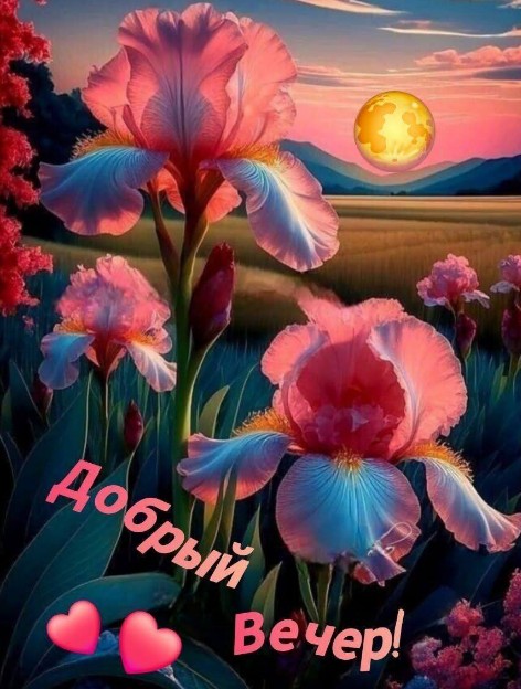 Листівка Добрий вечір з ірисами 
