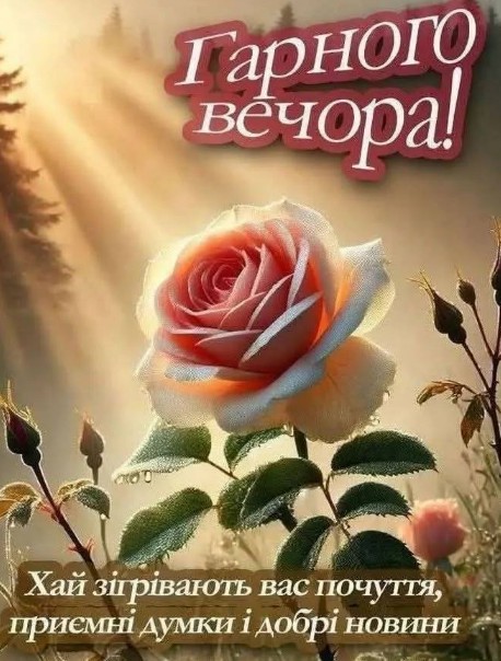 Листівка Гарного вечора з ніжною трояндою