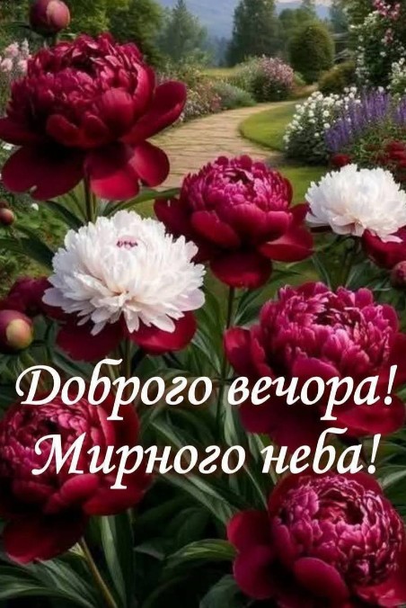 Барвисті червоні та білі півонії в саду на фоні доріжки з написом Доброго вечора та Мирного неба