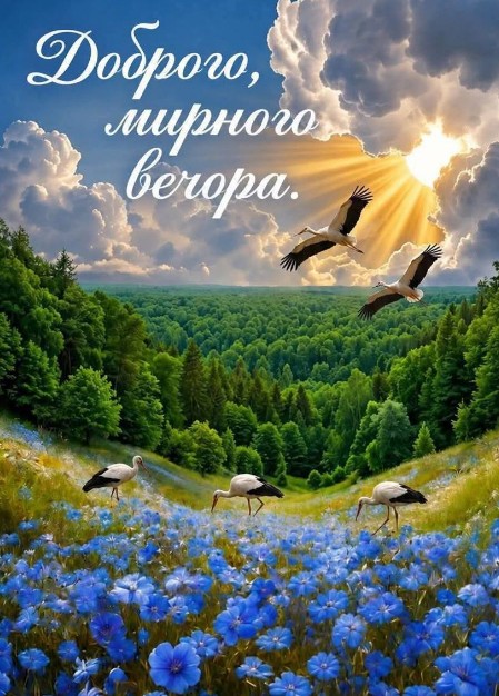 Листівка Доброго мирного вечора з лелеками та квітами
