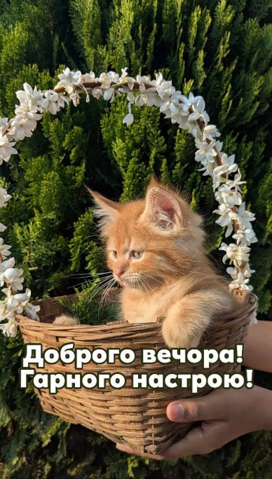 Доброго вечора та гарного настрою