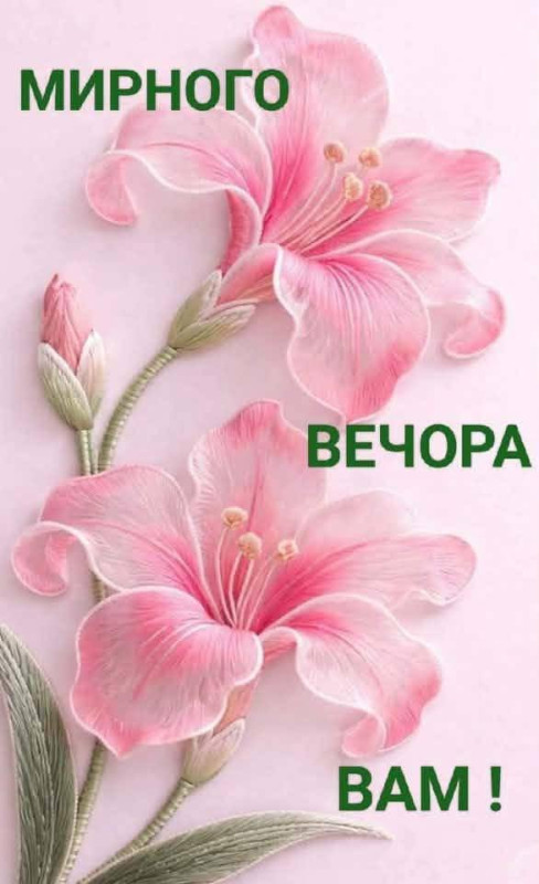Листівка Мирного вечора з ніжними рожевими ліліями
