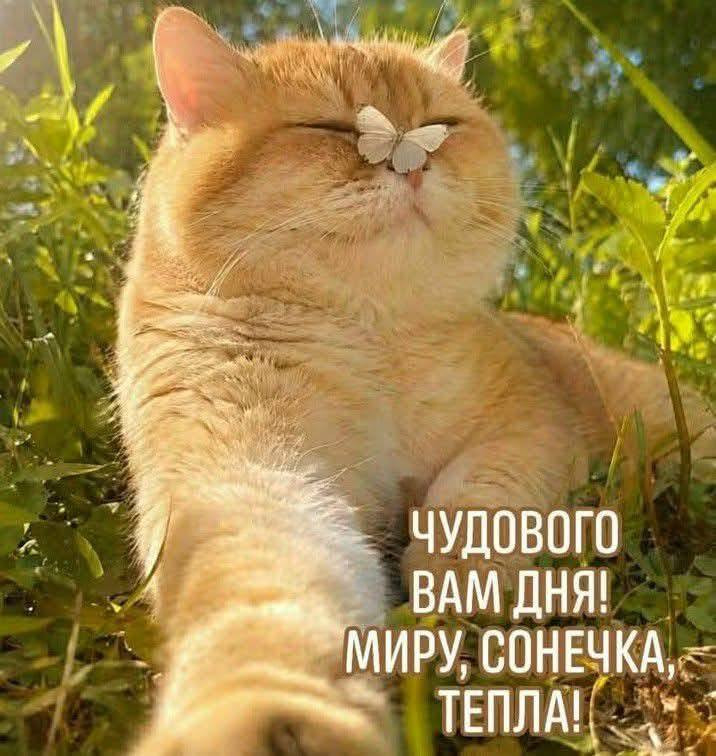 Чудового вам дня, миру, сонечка, тепла.
