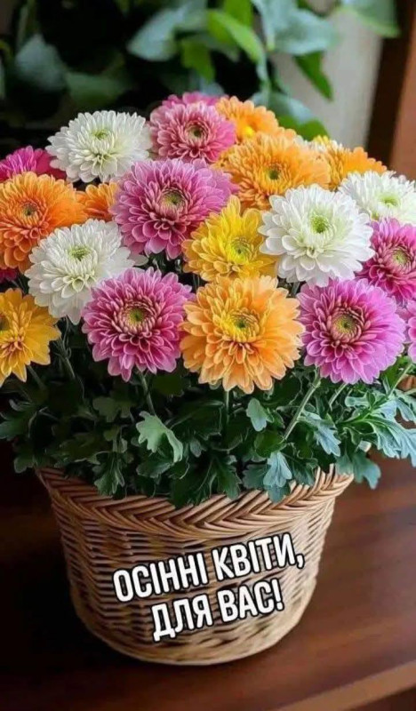 Листівка з осінніми хризантемами у кошику – гарне привітання