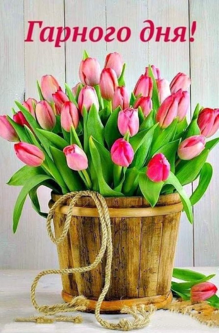 Картинка гарного дня с тюльпанами