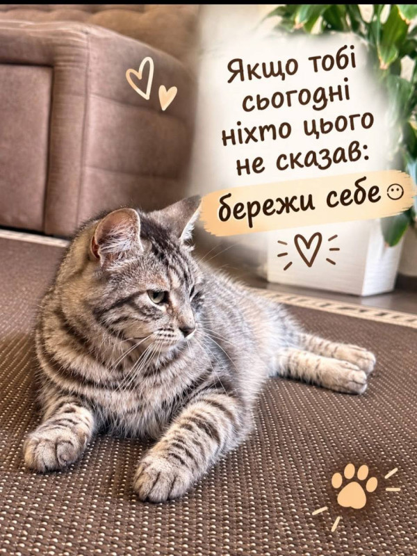 Листівка з котиком: Бережи себе - мила підтримка та турбота