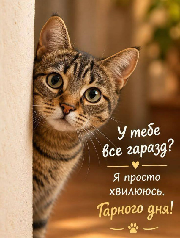 Листівка з котиком: У тебе все гаразд? Я хвилююсь