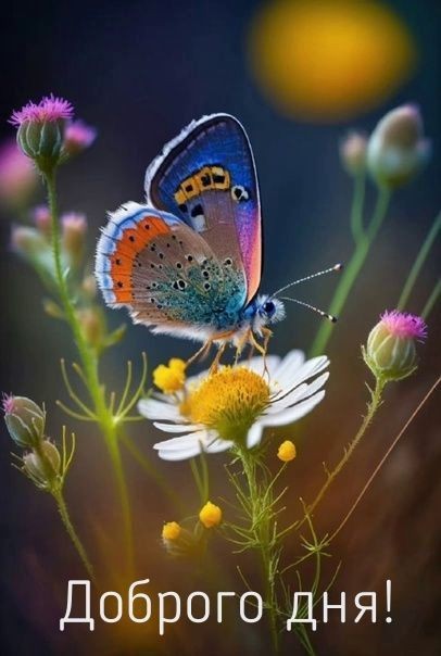 Листівка з метеликом і побажанням доброго дня