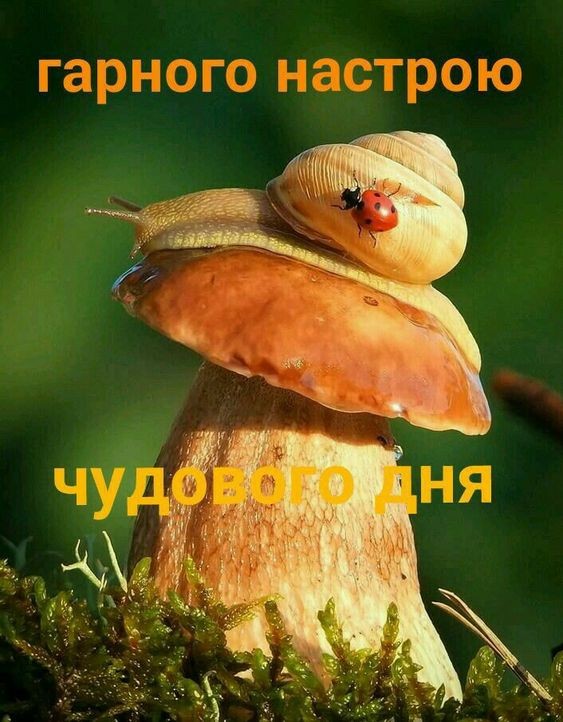 Листівка з грибочком, равликом і сонечком