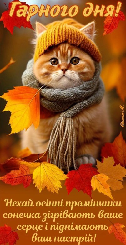 Гарно одягнений котик в шапочці і шарфику. Осіння погода його більше не лякає.