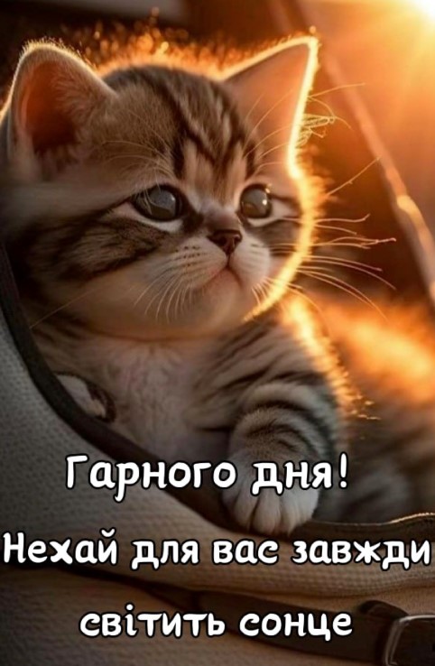 Картина з маленьким котиком. Сонячні промені падають на довгі вуса :)