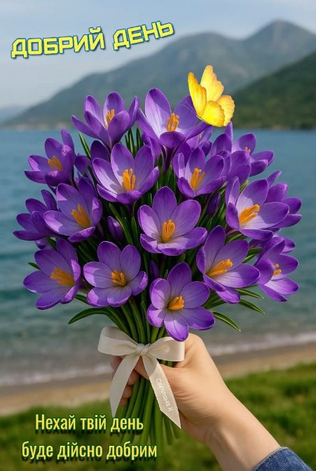Листівка Добрий день з фіолетовими крокусами та метеликом