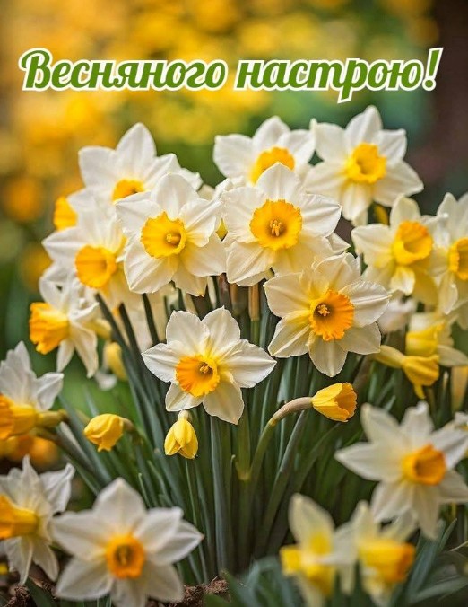 Листівка з весняними нарцисами: Весняного настрою!