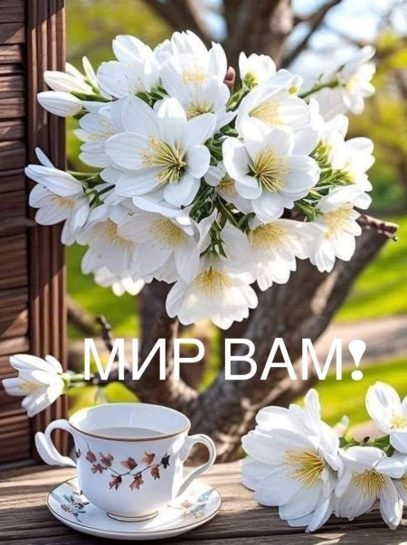 Листівка Мир вам! з білими квітами та чашкою чаю