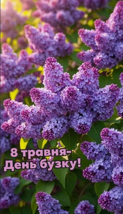 Квітучий фіолетовий бузок у сонячному світлі з написом 8 травня День бузку