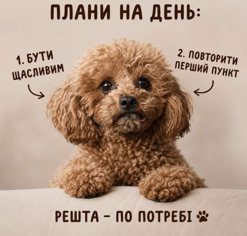 Миле цуценя пуделя на бежевому фоні з написом українською мовою про плани на день