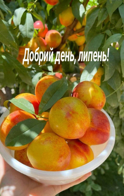 Добрий день, липень