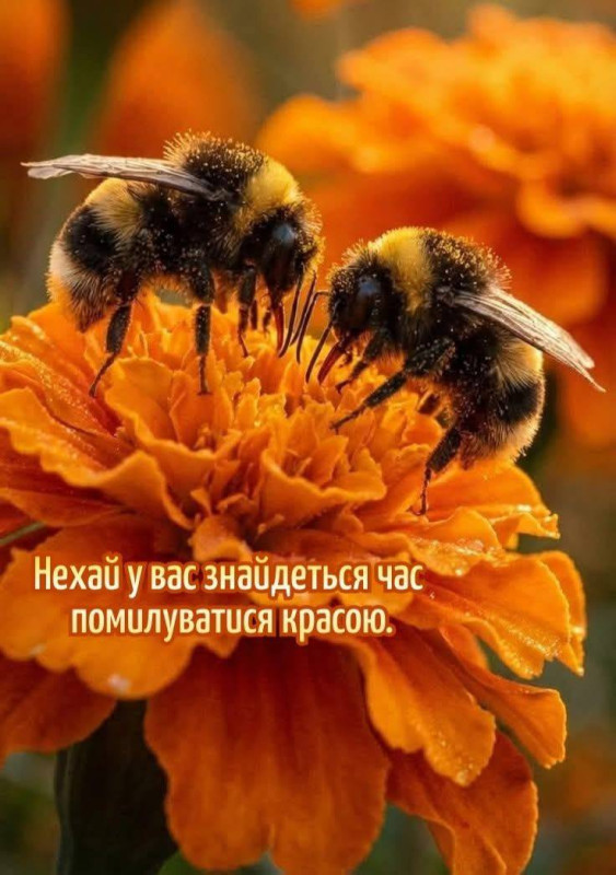 Листівка з джмелями на квітці: побажання краси та натхнення