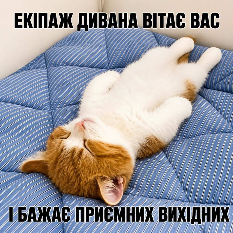Милий рудо-білий котик спить на синьому картатому дивані з написом про приємні вихідні