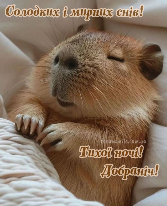 Спляча морська свинка з побажанням Добраніч та солодких і мирних снів.