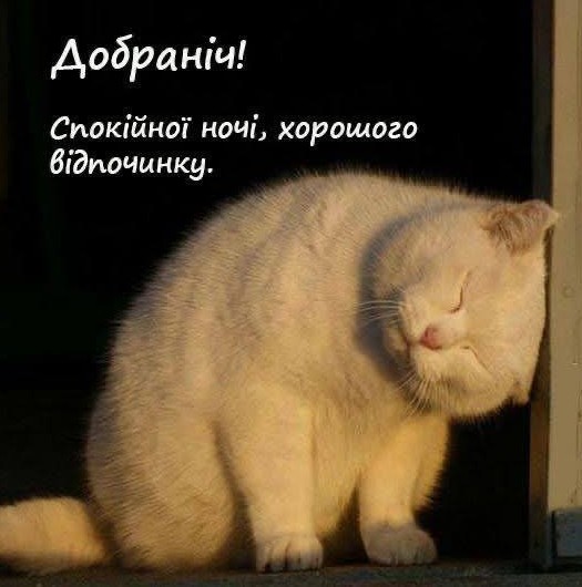 Листівка Добраніч: миле кошеня бажає спокійної ночі